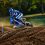YZ250 2027